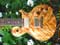 オッキオ020・ギターサムネイル画像